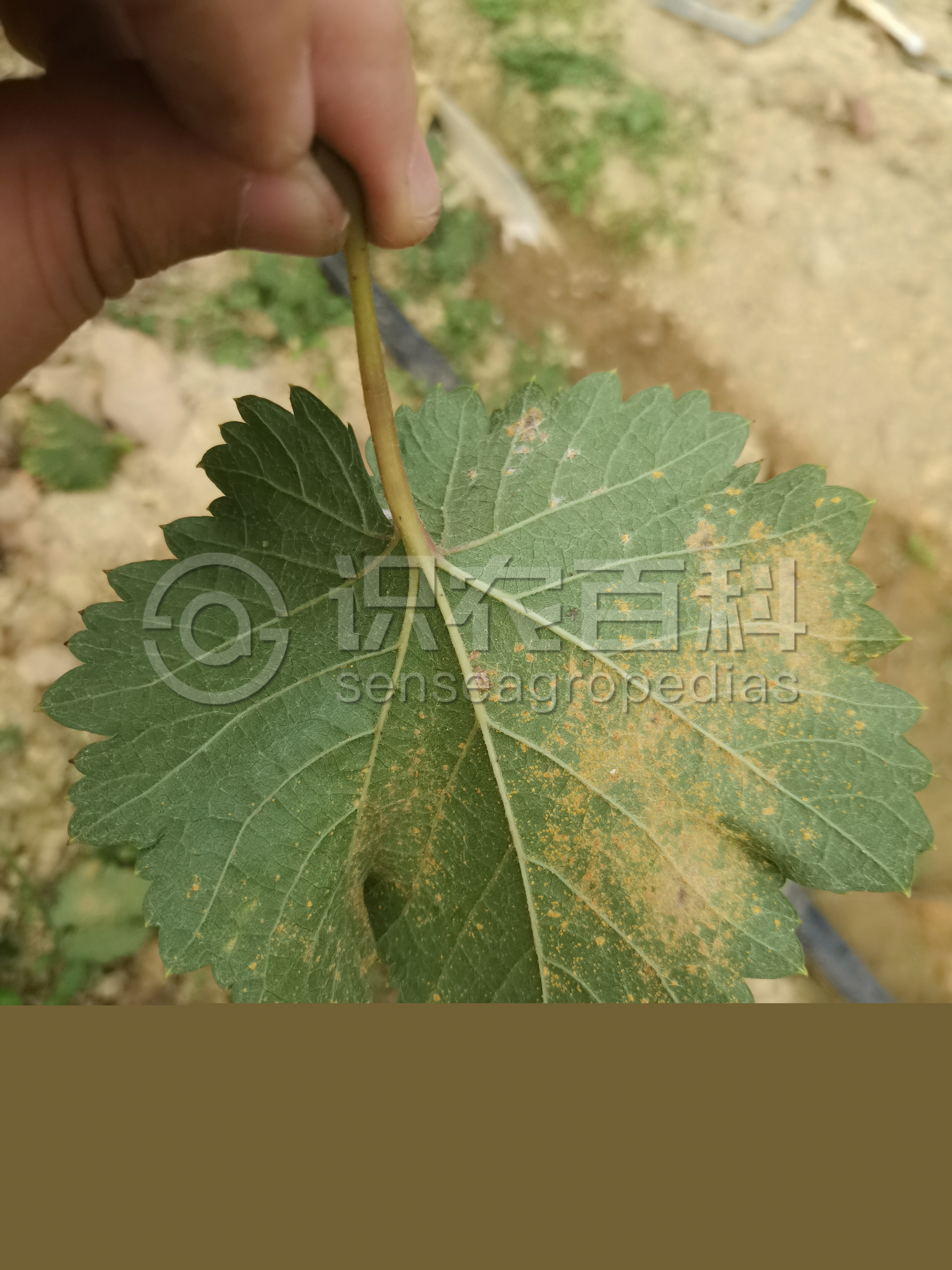 柑橘黄叶症状示例5