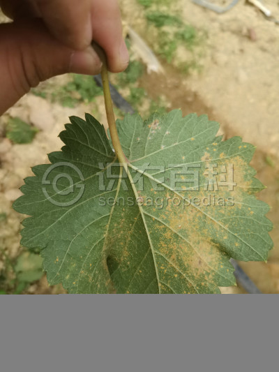葡萄锈病
