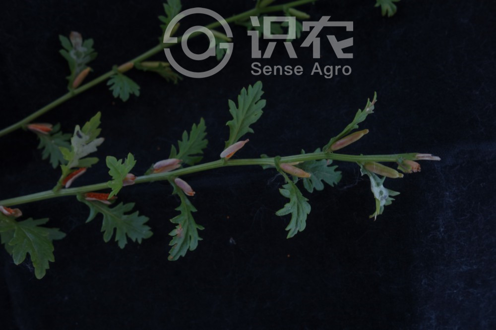 柑橘黄叶症状示例3