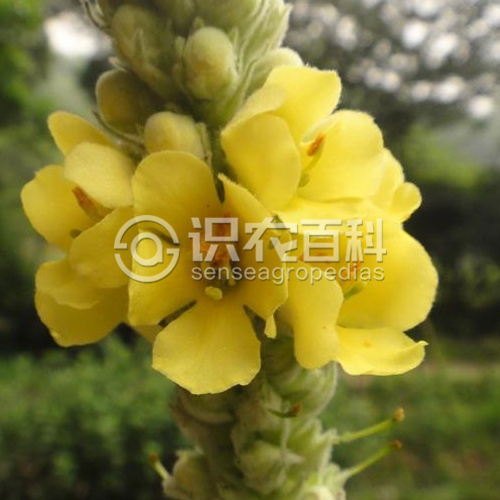 柑橘黄叶症状示例2