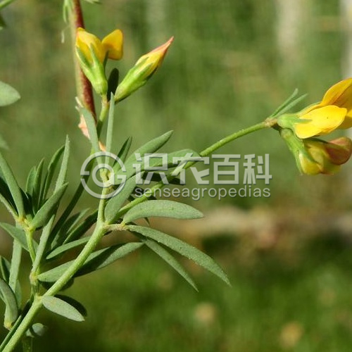 柑橘黄叶症状示例2