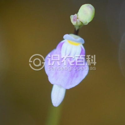 短梗挖耳草