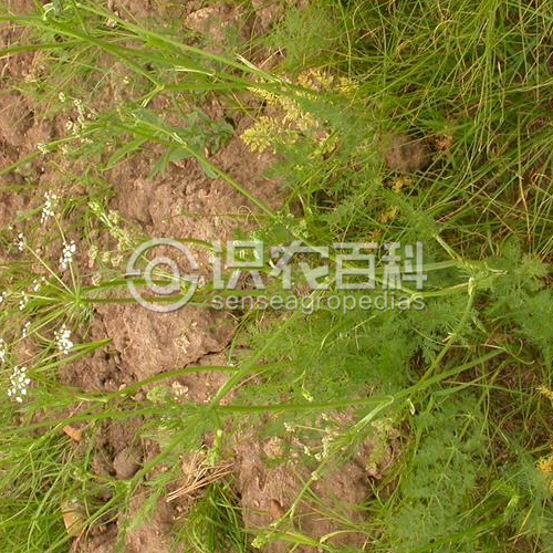 柑橘黄叶症状示例2