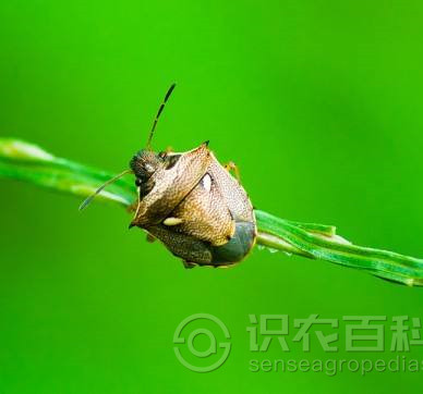 柑橘黄叶症状示例4