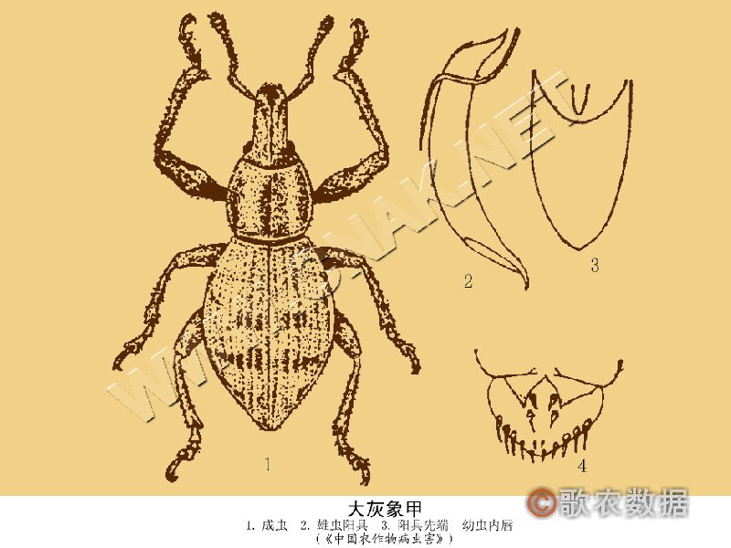 柑橘黄叶症状示例2