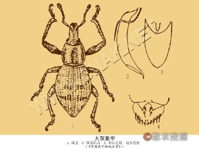 大灰象甲