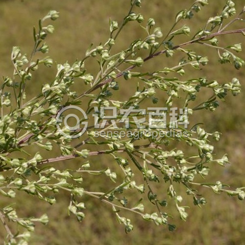 柑橘黄叶症状示例2