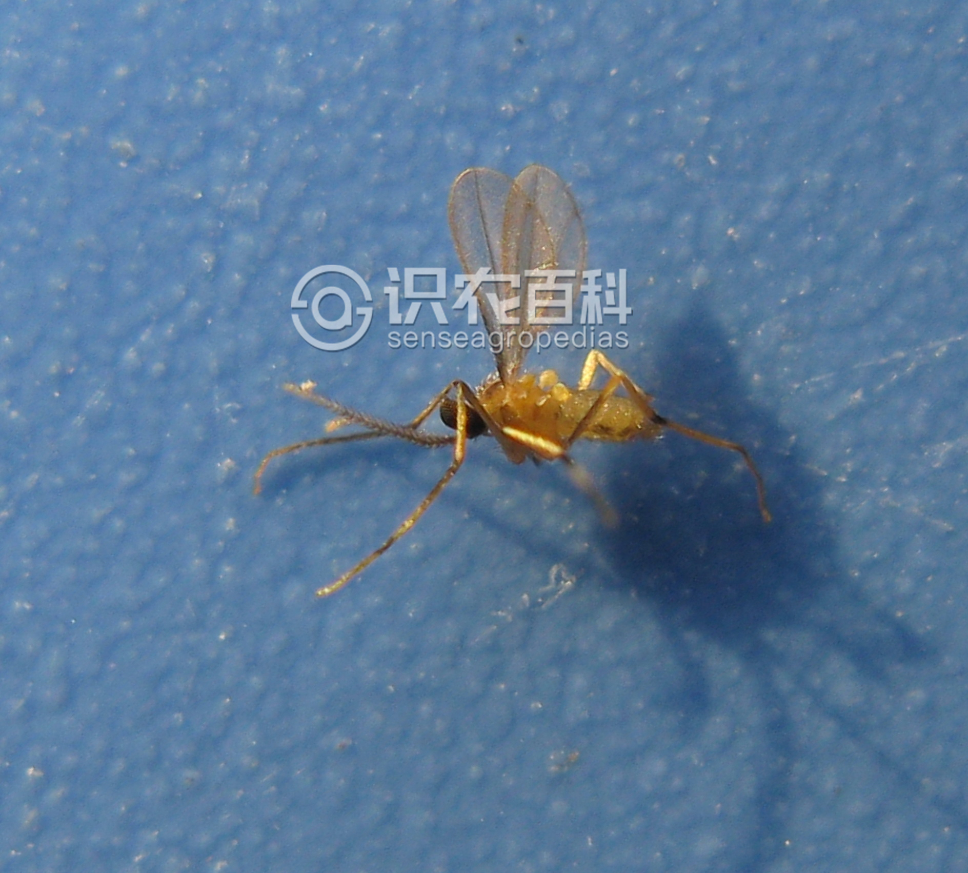 柑橘黄叶症状示例2