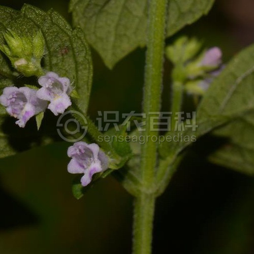 柑橘黄叶症状示例3