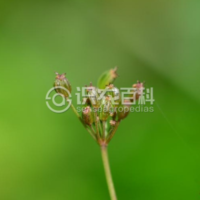 葛缕子