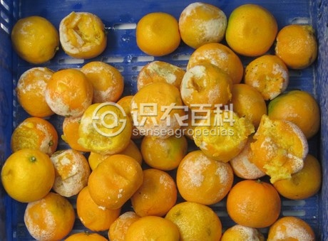 柑橘黄叶症状示例3