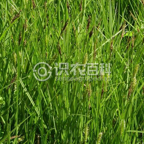 柑橘黄叶症状示例2