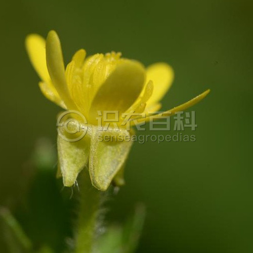 柑橘黄叶症状示例4