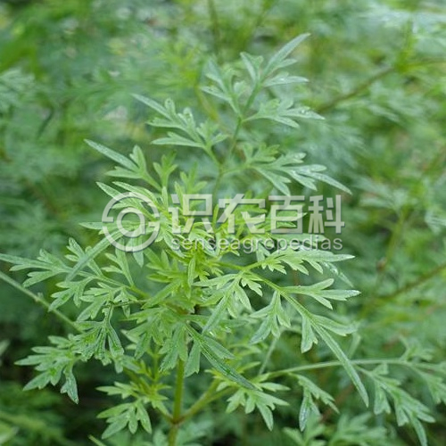 柑橘黄叶症状示例1