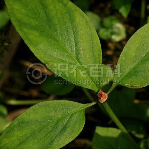 柑橘黄叶症状示例5