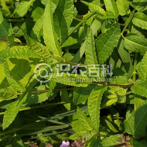 柑橘黄叶症状示例2