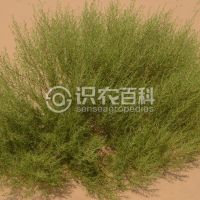 柑橘黄叶症状示例0