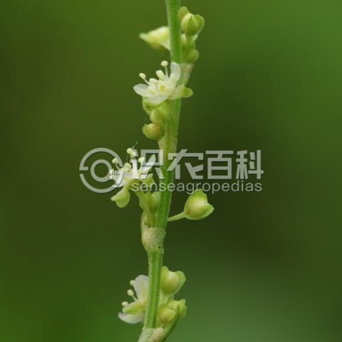 柑橘黄叶症状示例4