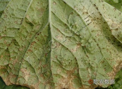 大白菜褐斑病