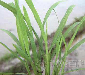 柑橘黄叶症状示例3