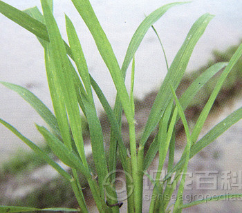 水稻霜霉病