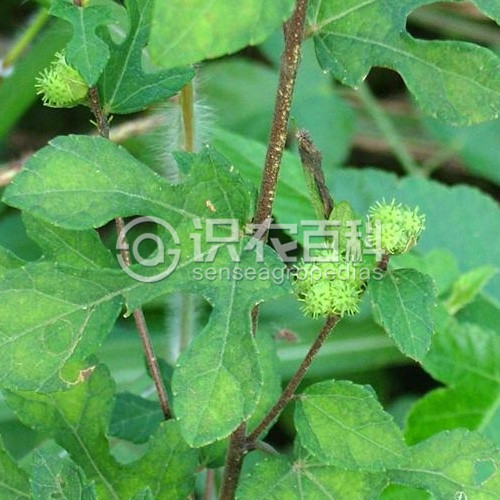 柑橘黄叶症状示例2