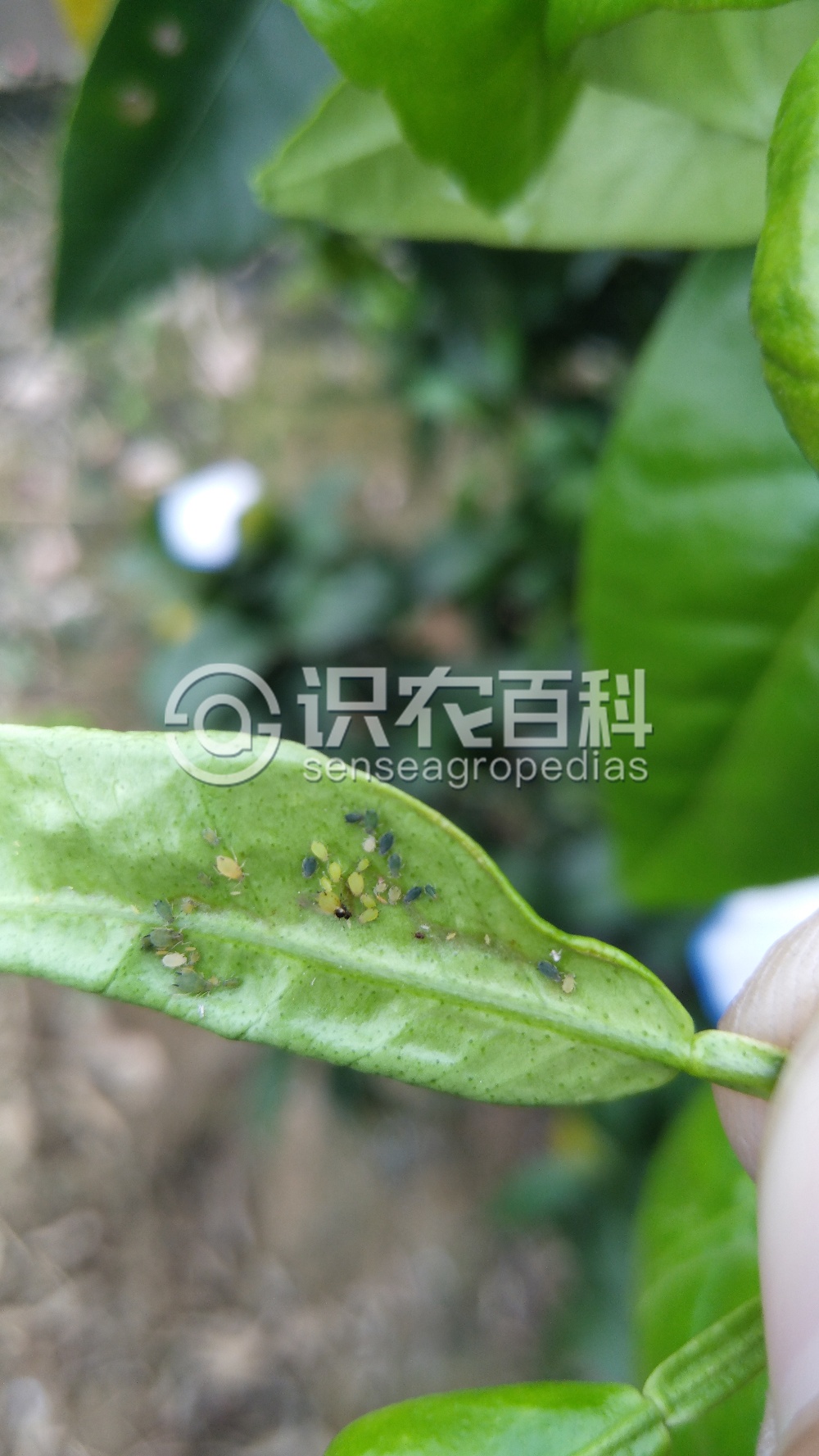 柑橘黄叶症状示例4