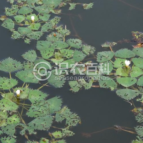 柑橘黄叶症状示例1