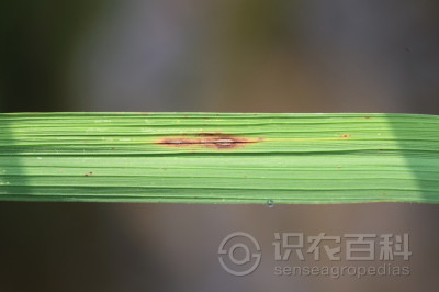 稻瘟病