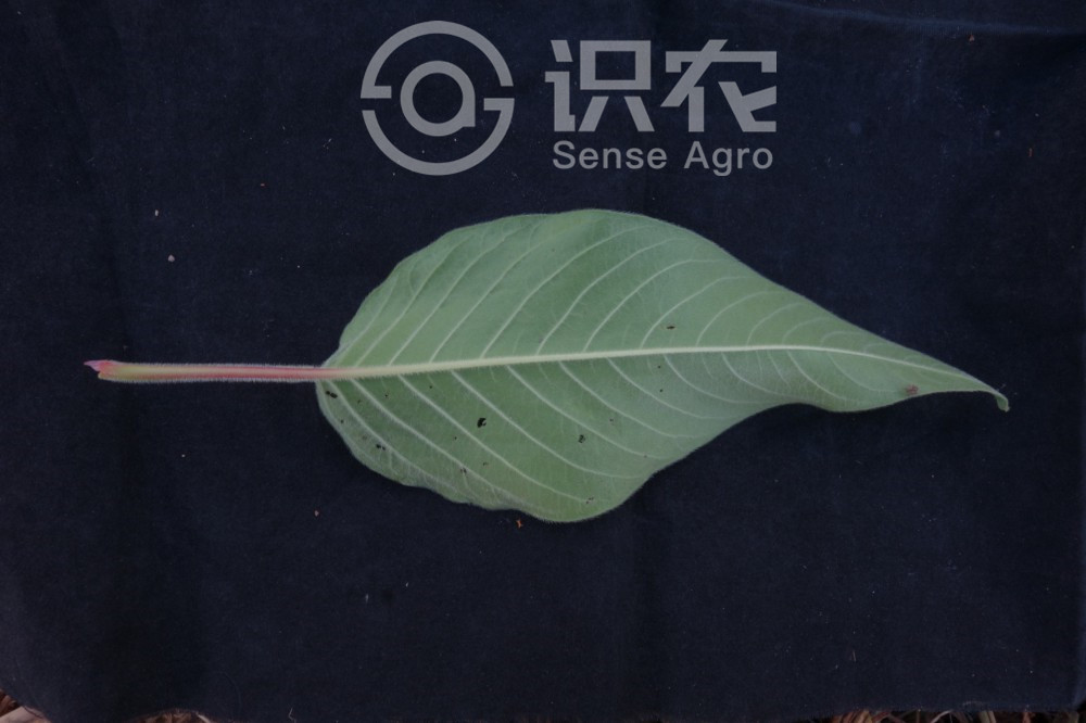 柑橘黄叶症状示例5
