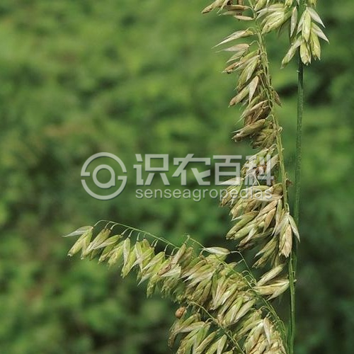 柑橘黄叶症状示例2