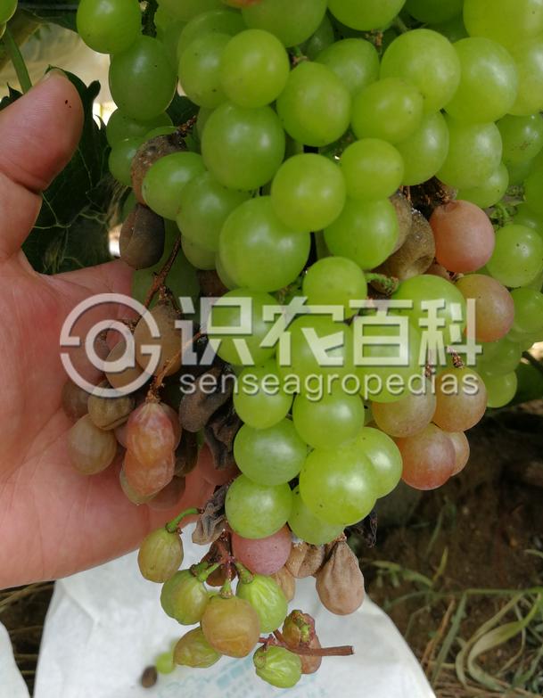 柑橘黄叶症状示例3