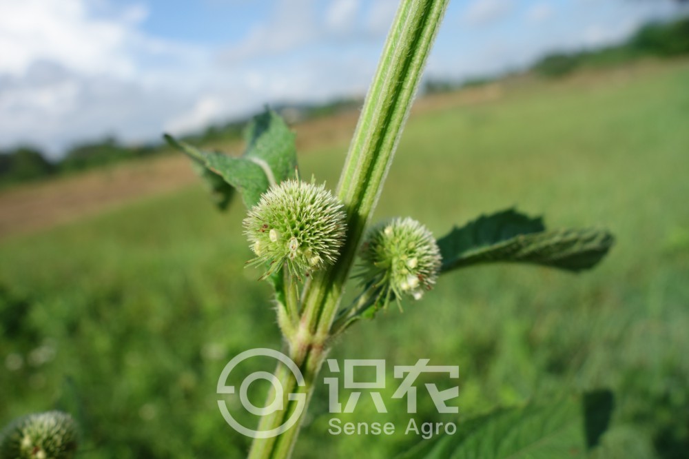 柑橘黄叶症状示例3