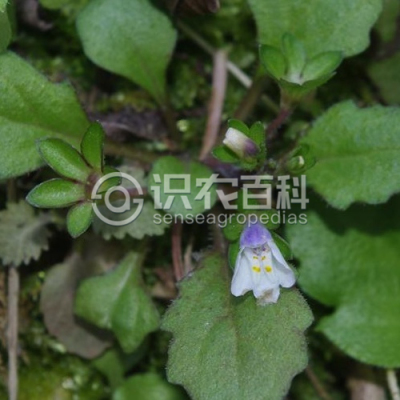匍茎通泉草
