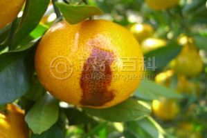 柑橘黄叶症状示例0