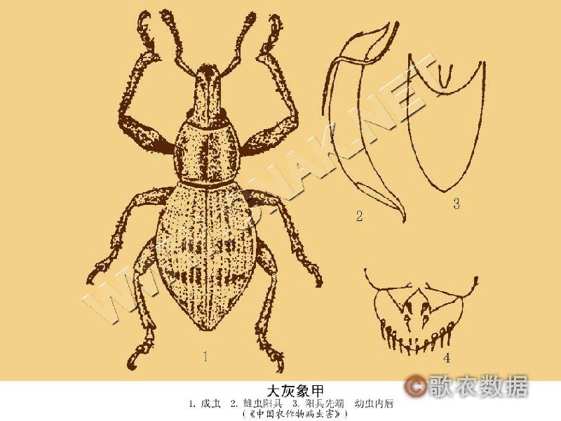 柑橘黄叶症状示例1