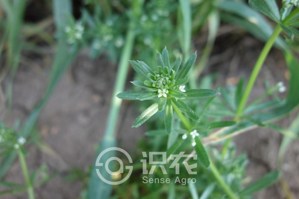 柑橘黄叶症状示例4