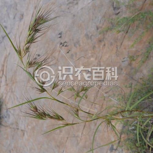 柑橘黄叶症状示例1