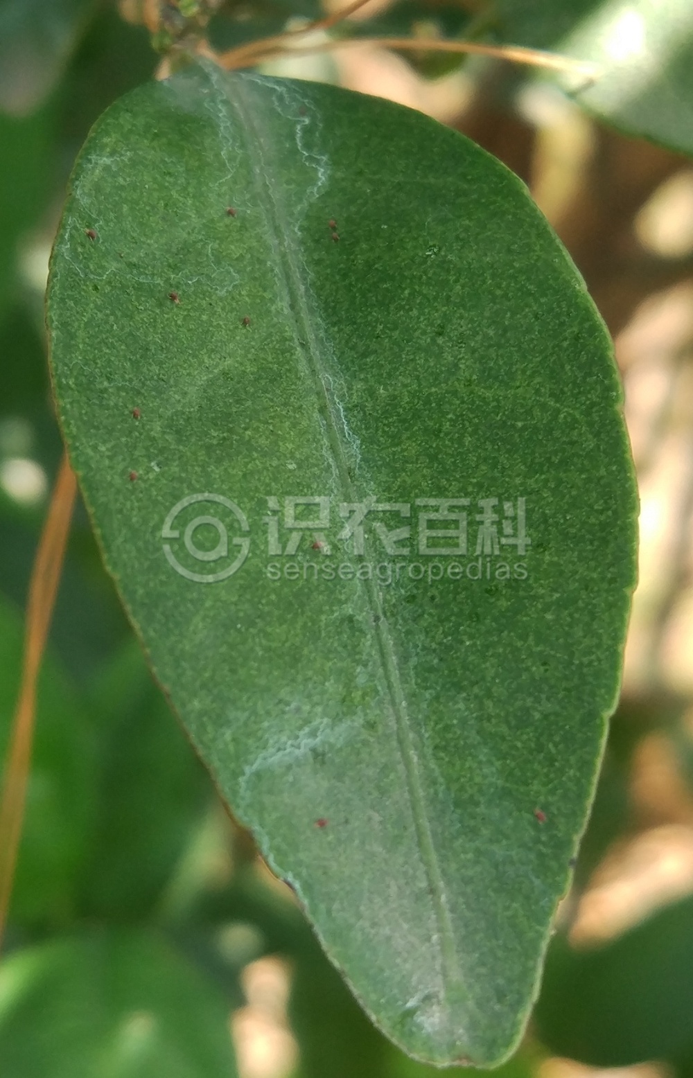 柑橘黄叶症状示例3