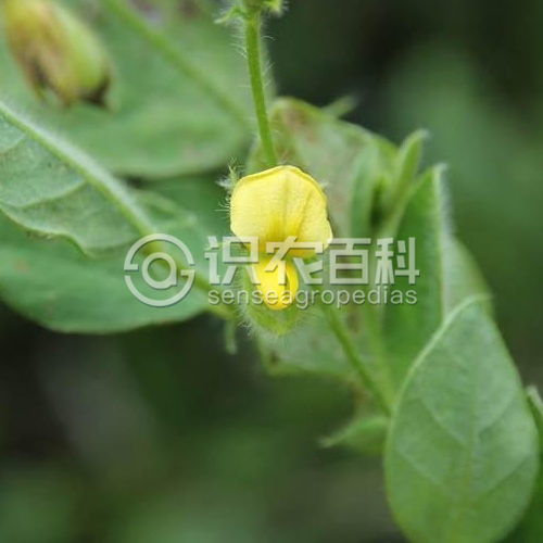柑橘黄叶症状示例2