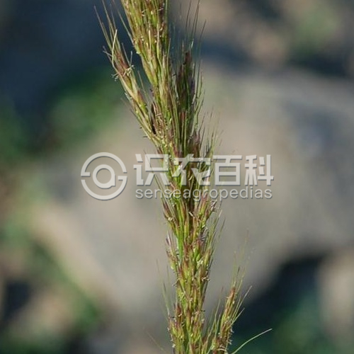 柑橘黄叶症状示例2