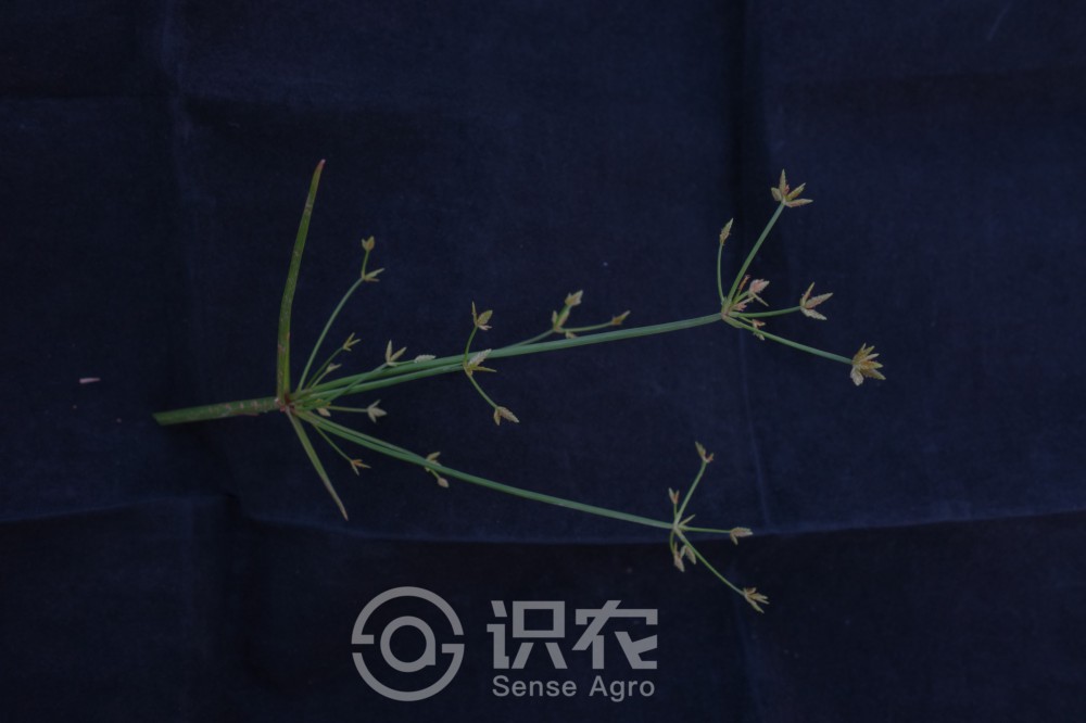 柑橘黄叶症状示例2