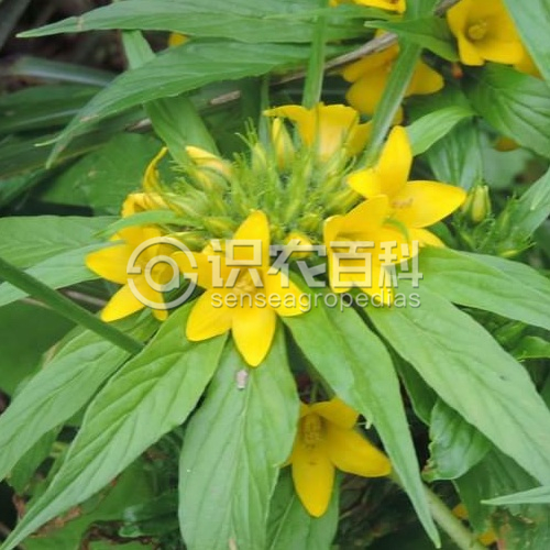 柑橘黄叶症状示例2