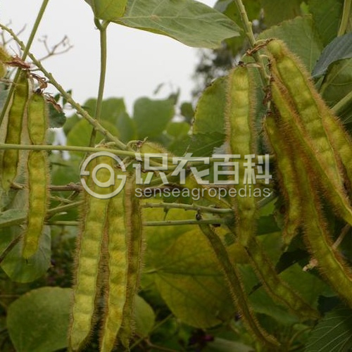 柑橘黄叶症状示例3