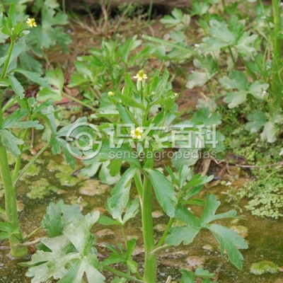 石龙芮
