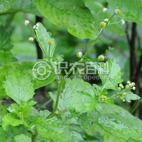 柑橘黄叶症状示例2