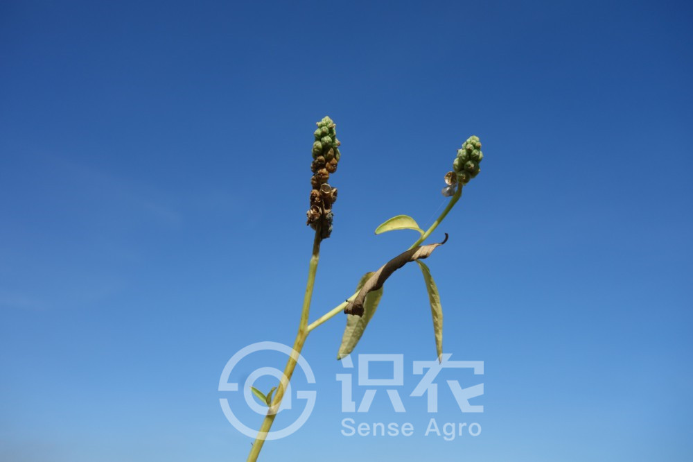 柑橘黄叶症状示例3