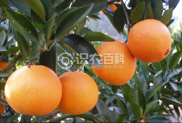 柑橘黄叶症状示例3