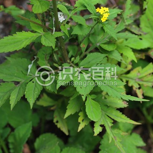 柑橘黄叶症状示例3