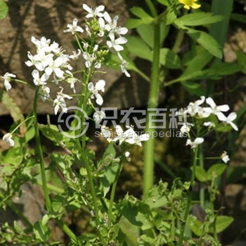 柑橘黄叶症状示例2